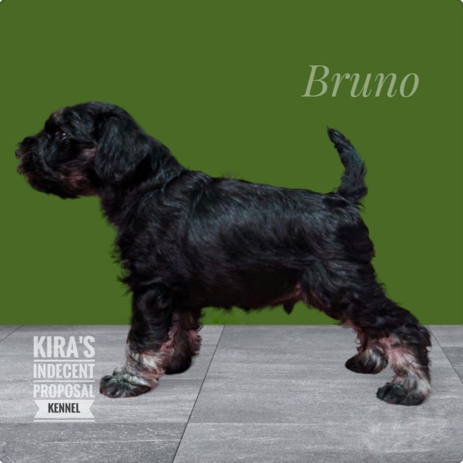 Bruno1