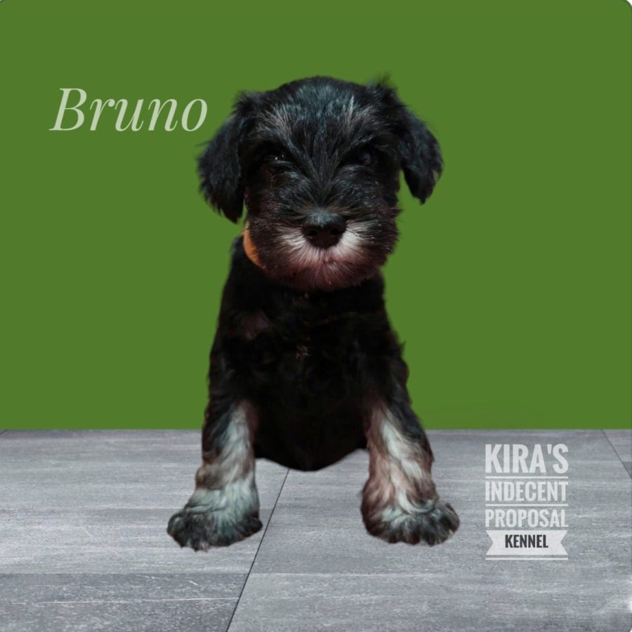 Bruno2