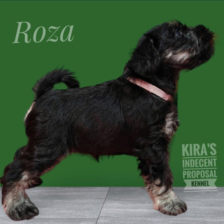 Roza1