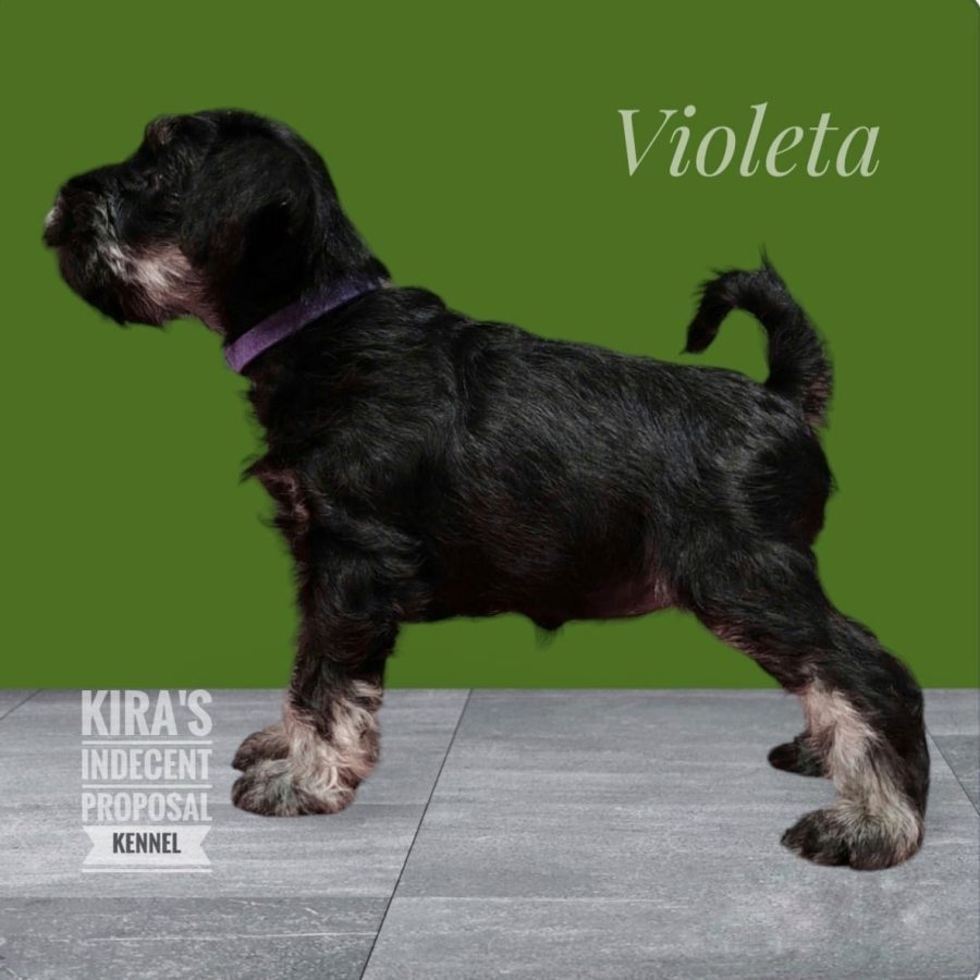 Violeta1